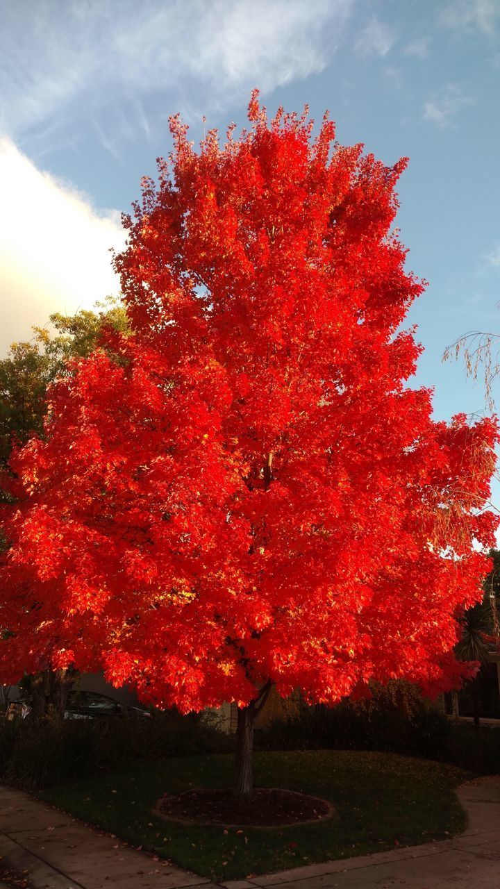 RED TREES IN PARK AGAINST SKY