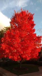 Red trees in park against sky during autumn
