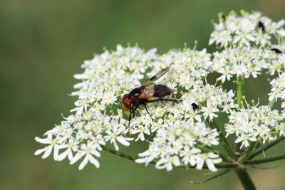 Close-up of bee pollinating on flower