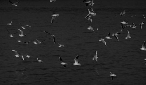 Birds flying over lake