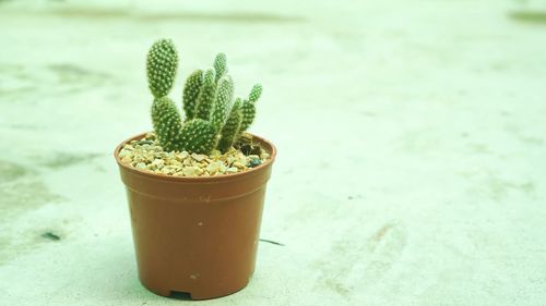 Close-up of potted plant on table