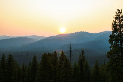 Scenic view of forest against sky during sunset