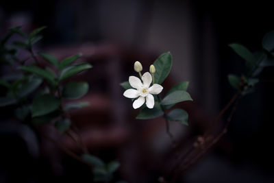 Close-up of flowering plant