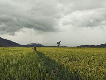 Scenic view of agricultural field against sky
