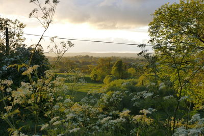 Plants and trees on field against sky