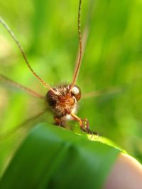 Close-up of insect on leaf