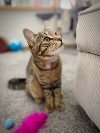 Close-up of a cat looking away