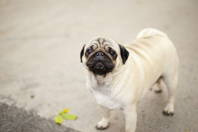 Pug for a walk. domestic dog. favorite pet. looking into the camera.