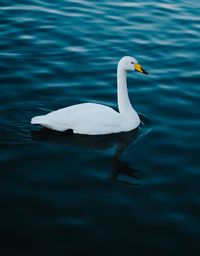 Swan swimming in lake