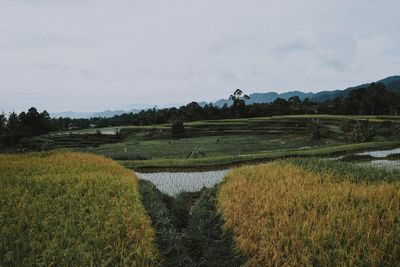 Scenic view of field against sky