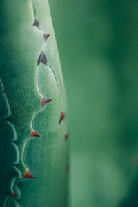 Macro shot of succulent plant