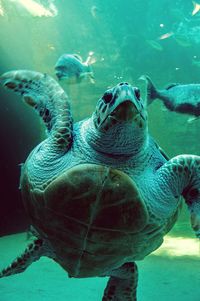 Close-up of turtle swimming in sea