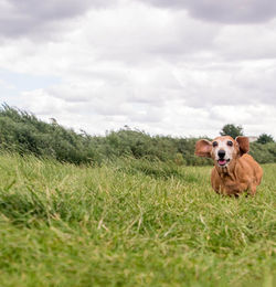 Dog in a field