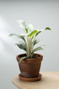 plant