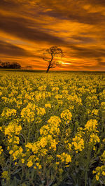 Scenic view of field against sky during sunset