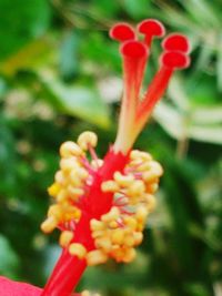 Close-up of red poppy blooming outdoors