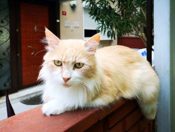 Close-up portrait of a cat