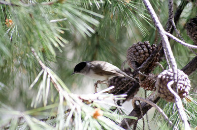 Close-up of bird perching on branch