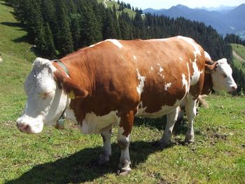 Horse grazing on grassy field