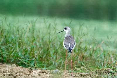 Bird perching on a field