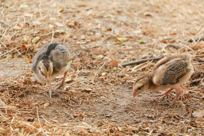 Close-up of bird on field