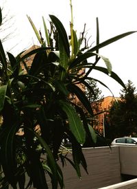 Close-up of fresh green plant against sky