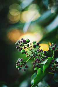 Close-up of purple flowering plant