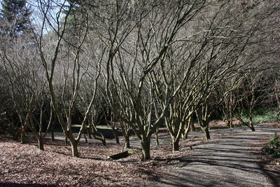 Bare trees on landscape against sky