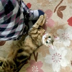 High angle view of cat on bed at home