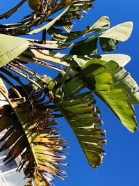 Low angle view of coconut palm tree against blue sky