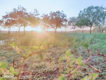 Trees on field against sky