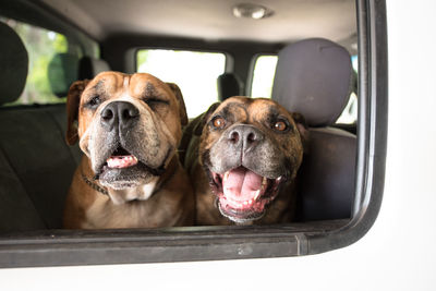 Portrait of dog sitting in car