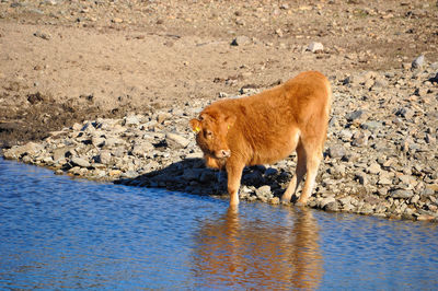 Side view of a cow drinking water