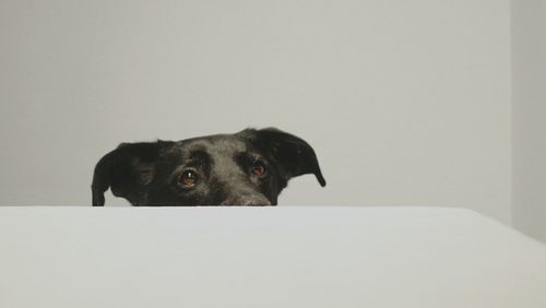 Portrait of dog against white background
