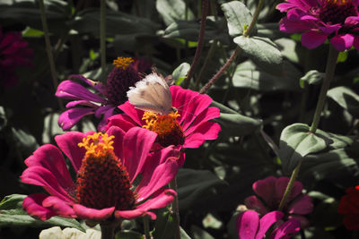 Close-up of pink flowering plants