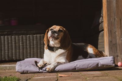 Dog lying down