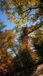 Low angle view of trees