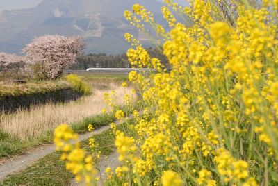 Japanese bullet train shinkansen running countryside with cherry blossom and canola flower