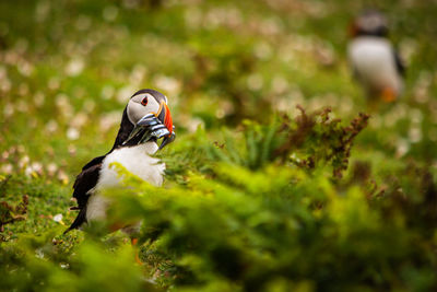 puffin with a