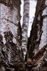 Low angle view of tree trunk