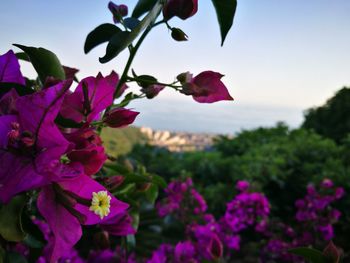 Close-up of pink bougainvillea blooming against sky