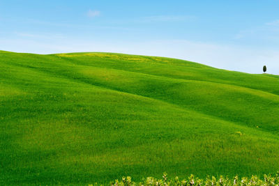 Scenic view of grassy field against sky