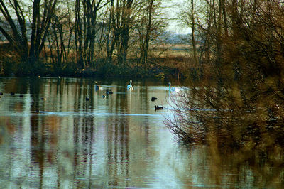 View of birds in lake