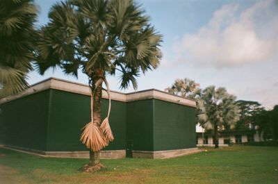 View of swing and palm tree
