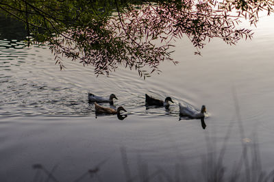 View of birds on lake