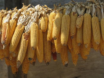 Close-up of corn hanging on clothesline