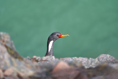 Phalacrocorax gaimardi, red legged cormorant with hypnotic blue eyes,  patagonia in argentina