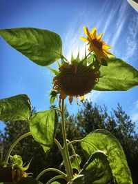 Low angle view of sunflowers