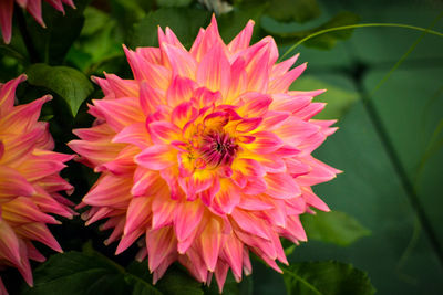 Close-up of pink dahlia flower