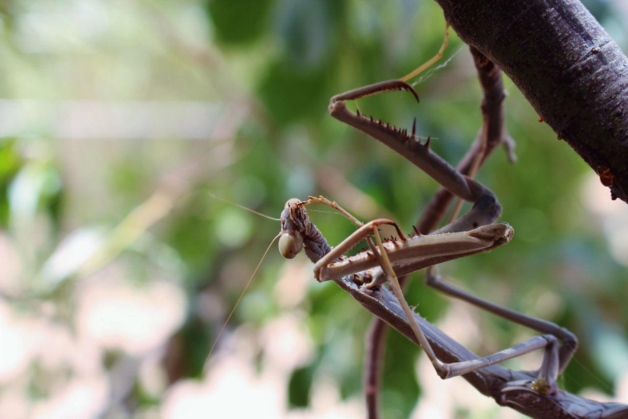 Stick insect, flexible, bug, insect legs